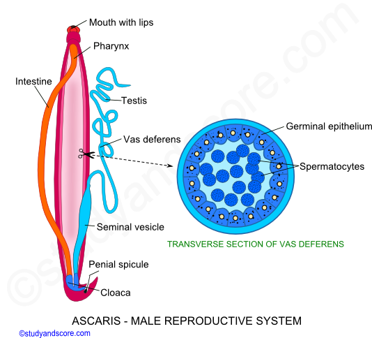 Ascaris male reproductive system, Ascaris reproductive system, Penial spicules, Mature males, Testi, Vas deferens, Seminal vesicles, Ejaculatory duct